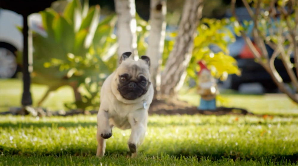 Doritos - Pug Attack