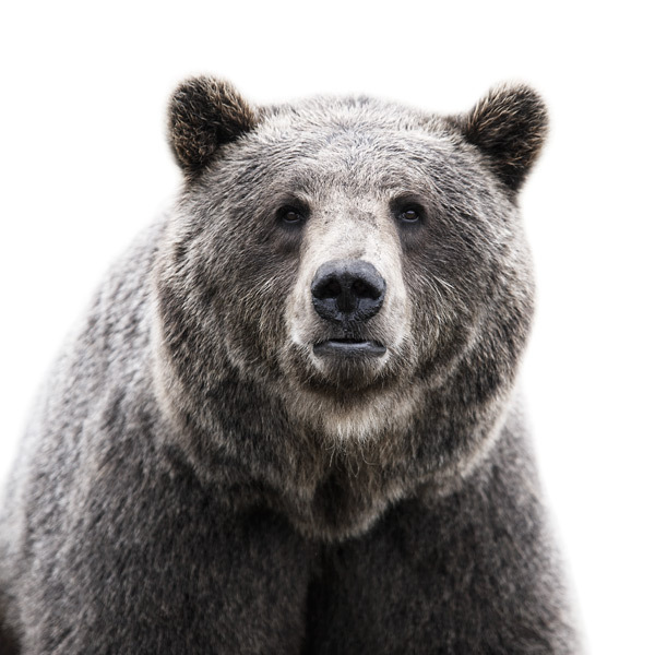 animal_portraits_01