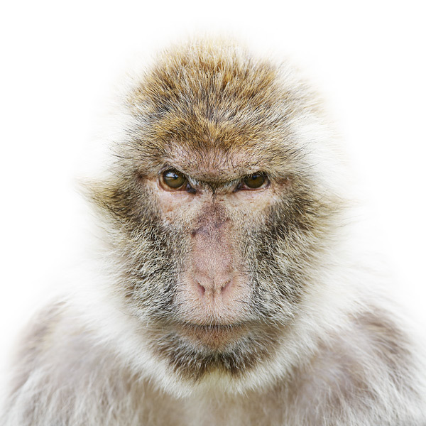 animal_portraits_03