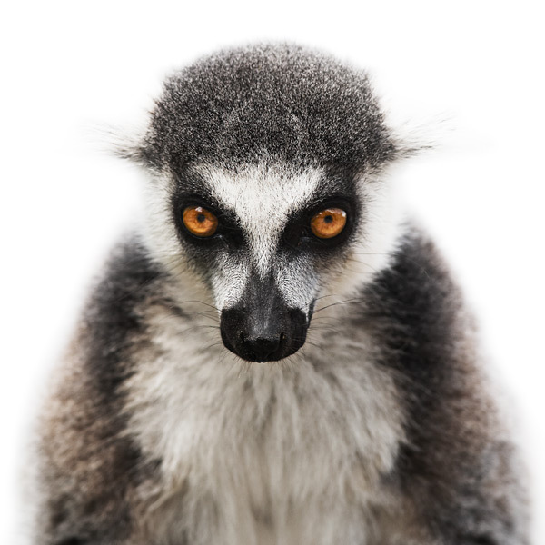 animal_portraits_07