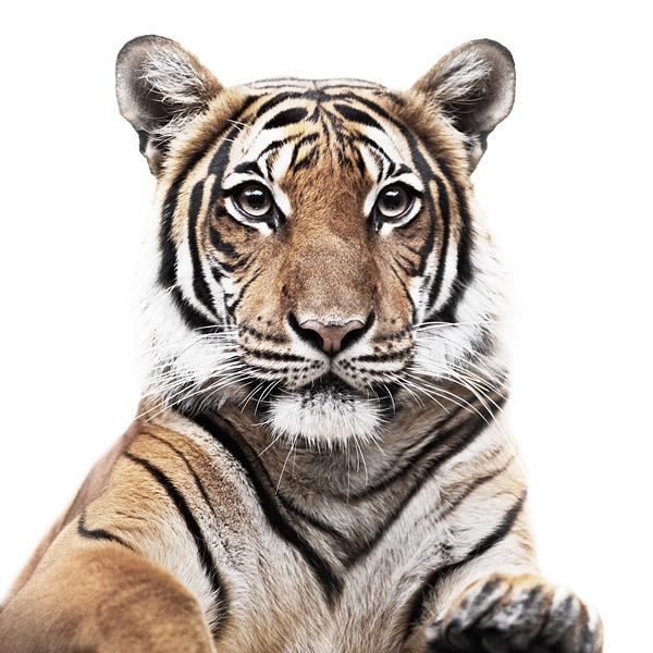 animal_portraits_13