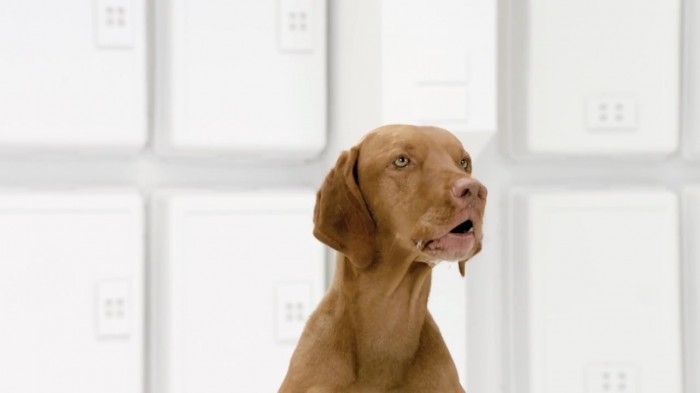 the-bark-side-volkswagen-2