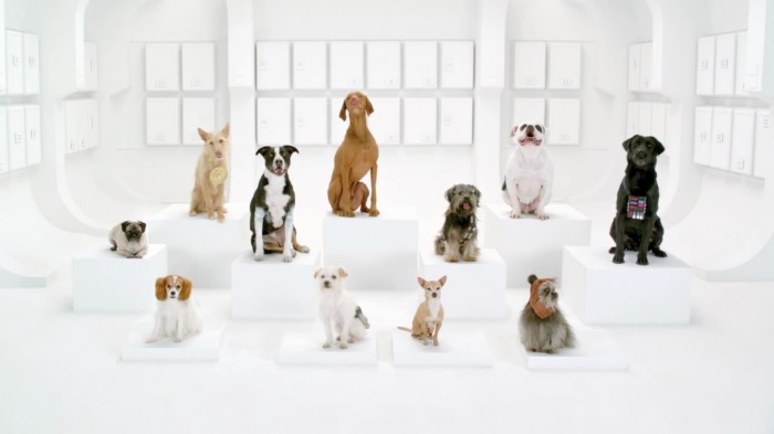 the-bark-side-volkswagen
