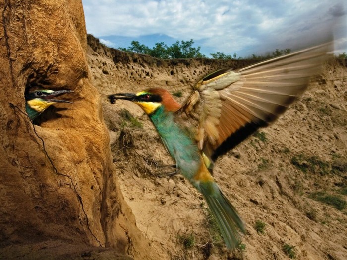 Bee Eater Szentpeteri