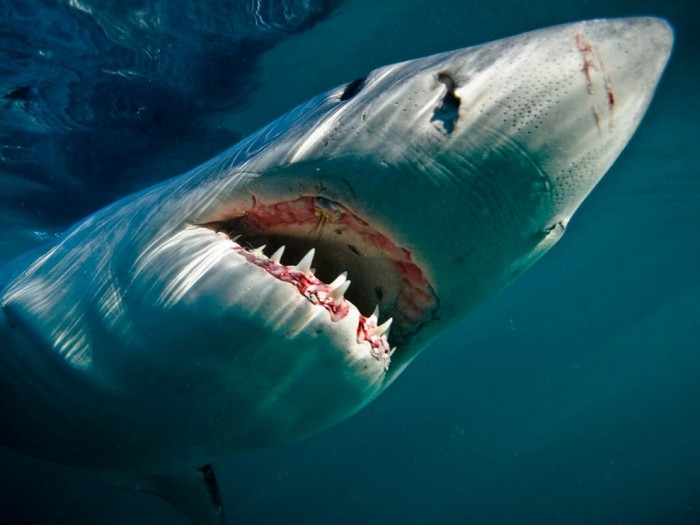 Great White Shark Underwater Grand requin blanc