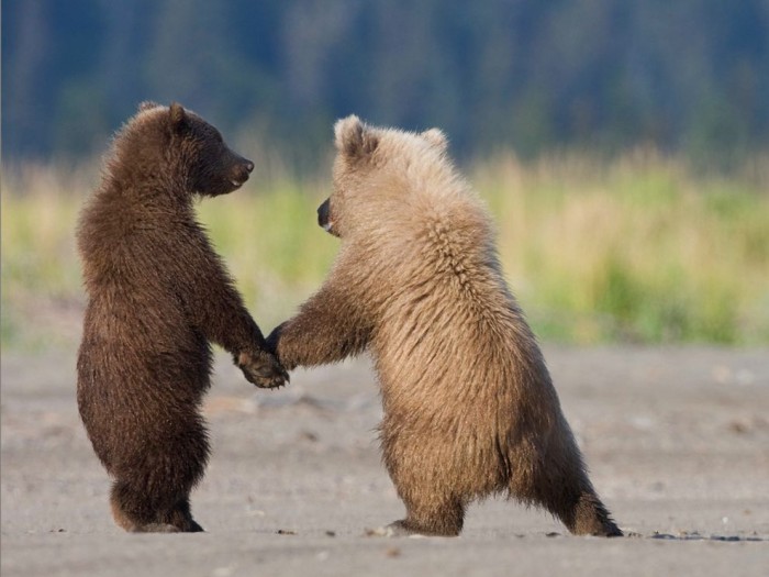 Grizzly Bear Cubs Oursons Grizzly entrain de jouer