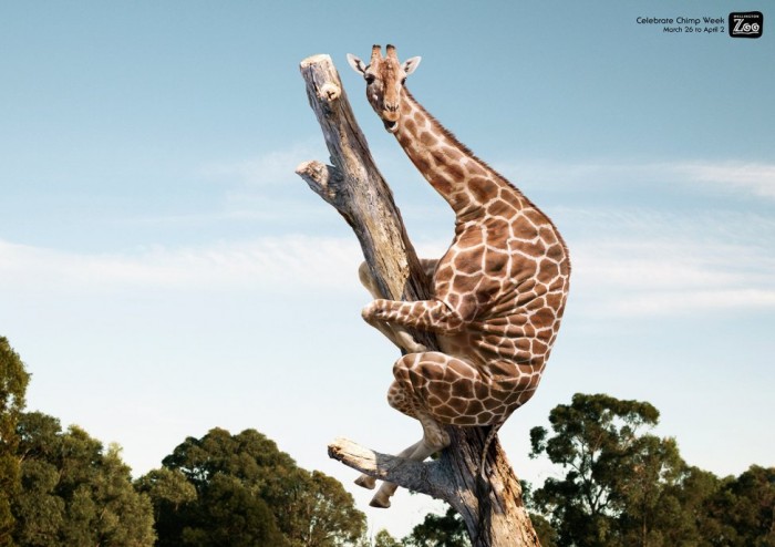 70664031_electric-art_wellington-zoo-girafe_xyo
