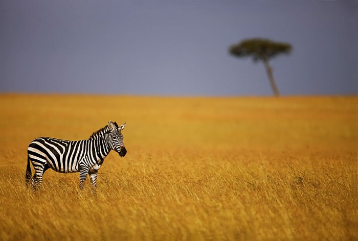 beauty-of-kenya04