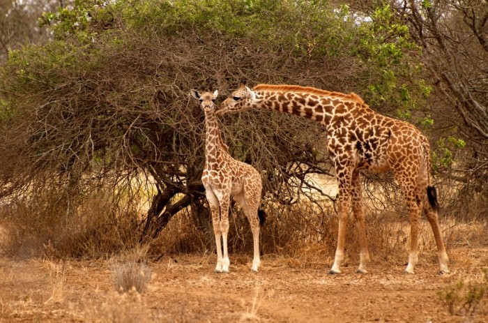 beauty-of-kenya18