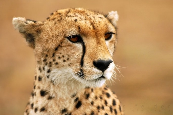 beauty-of-kenya30