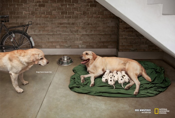 Wrong father - Dogs have issues too