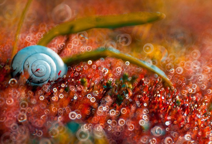 Shell © Magdalena Wasiczek
