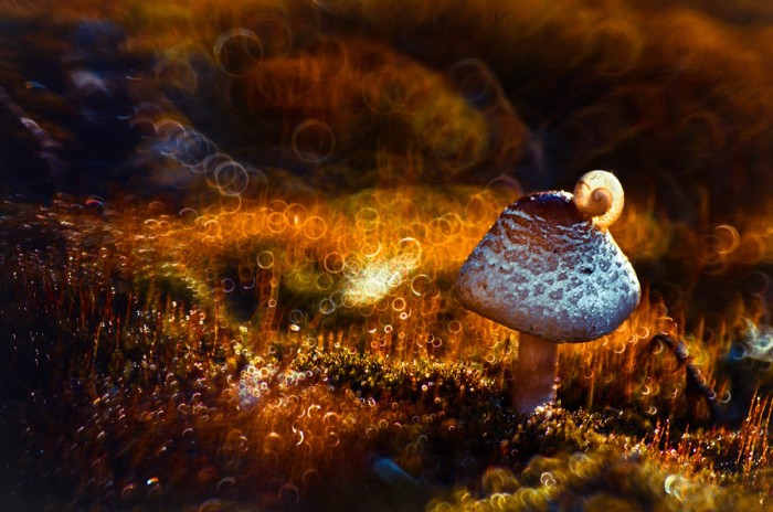 Autumn Light © Magdalena Wasiczek