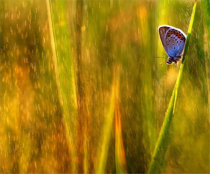 Butterfly © Magdalena Wasiczek