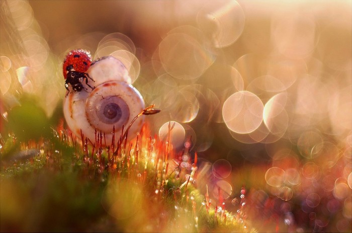 Ladybug © Magdalena Wasiczek