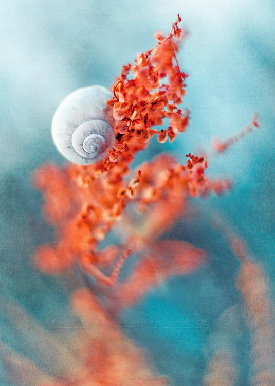 Picture with shell © Magdalena Wasiczek