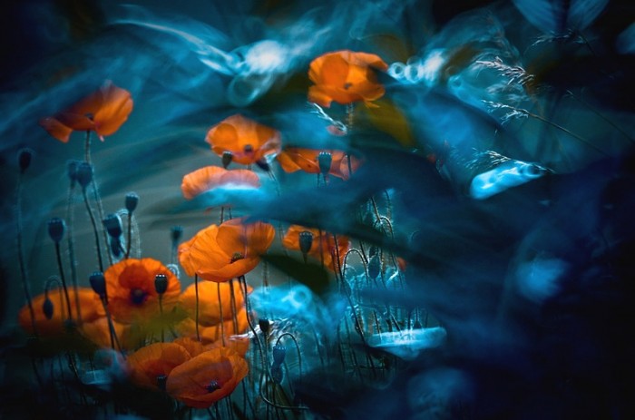 Poppies on the wind © Magdalena Wasiczek