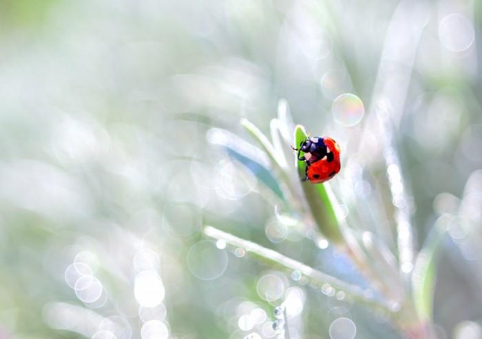 Red Point © Magdalena Wasiczek