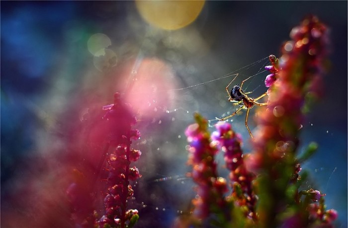 Spider © Magdalena Wasiczek