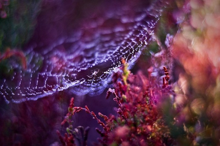 Spider © Magdalena Wasiczek