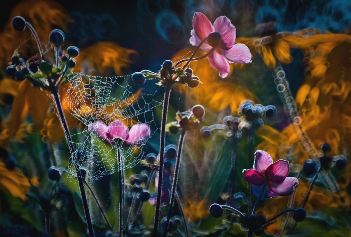 Summer Colors © Magdalena Wasiczek