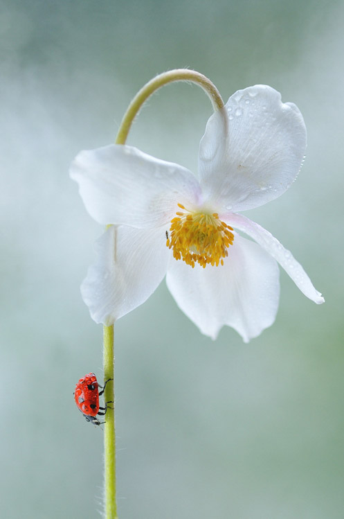 Travel of Ladybug © Magdalena Wasiczek