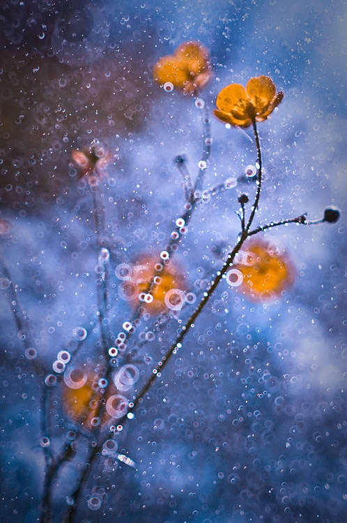 Winter Flowers © Magdalena Wasiczek