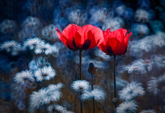 You&Me © Magdalena Wasiczek