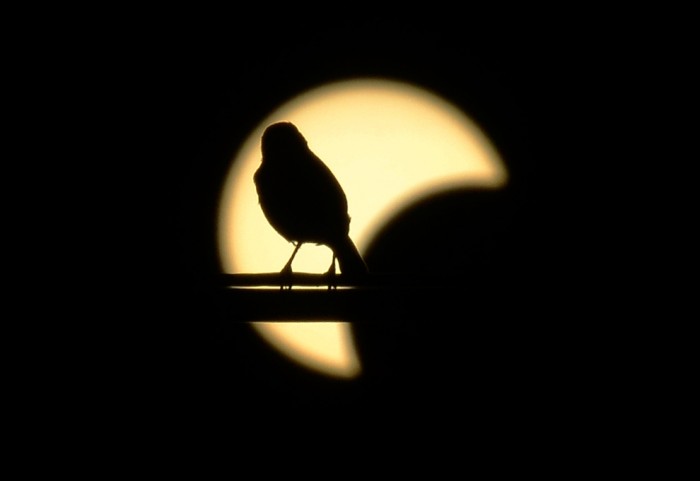 ring-of-fire-eclipse-17