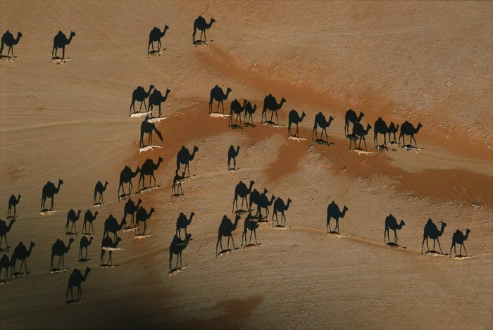 Superbes photographies d'animaux (23)