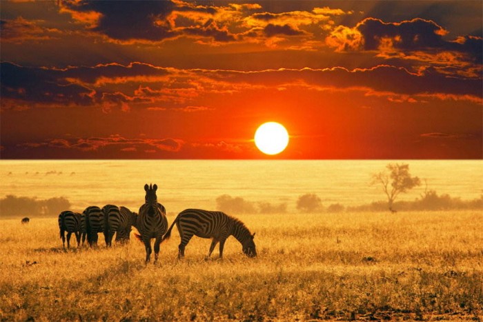 Superbes photographies d'animaux (22)