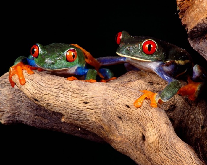 Superbes photographies d'animaux (5)
