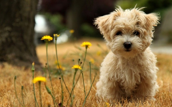 Superbes photographies d'animaux (21)