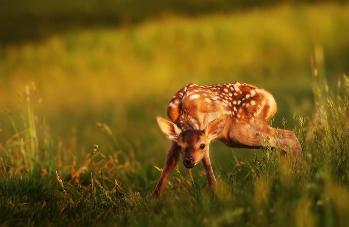 Superbes photographies d'animaux (6)