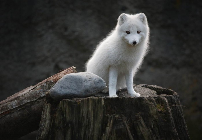 Superbes photographies d'animaux (13)