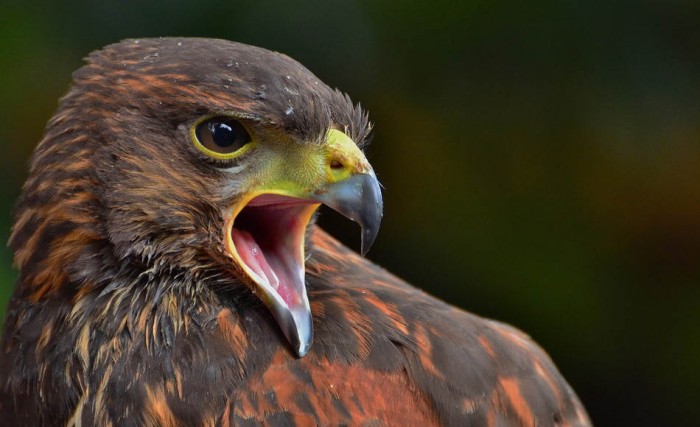 Superbes photographies d'animaux (3)