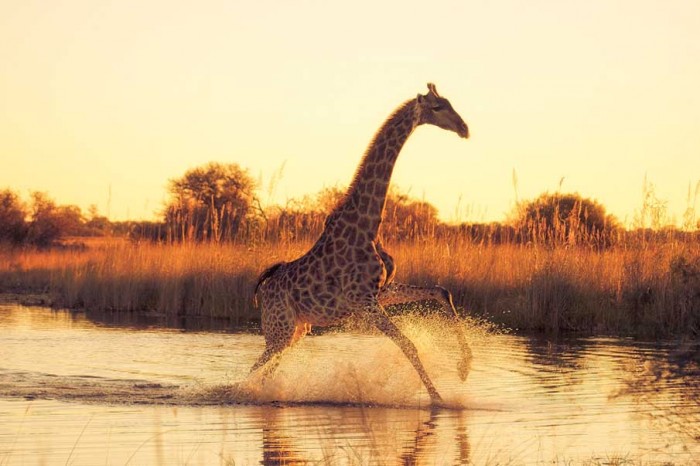 Superbes photographies d'animaux (20)