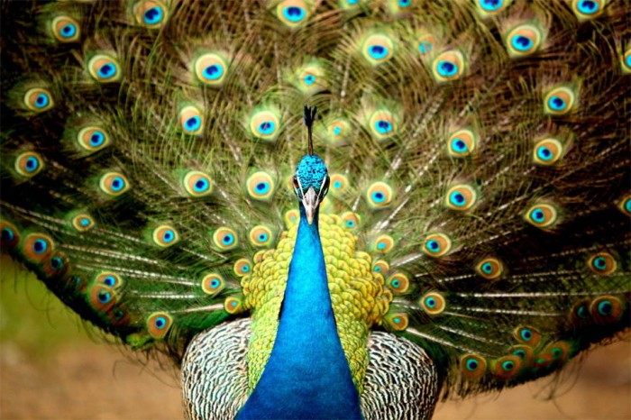 Superbes photographies d'animaux (8)