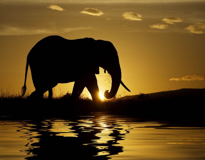 Superbes photographies d'animaux (19)