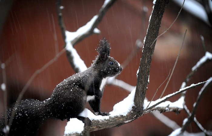 Superbes photographies d'animaux (18)
