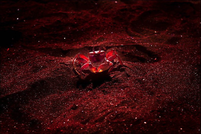Superbes photographies d'animaux (17)