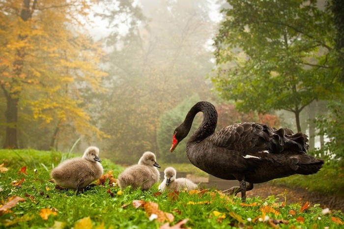 Superbes photographies d'animaux (15)