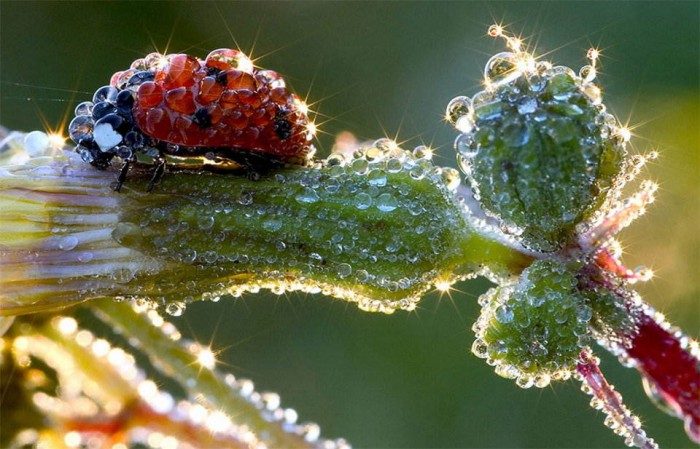 Superbes photographies d'animaux (14)