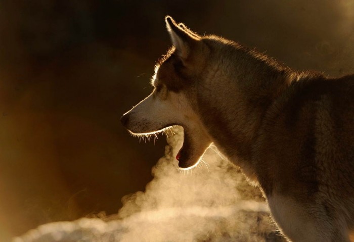 Superbes photographies d'animaux (12)