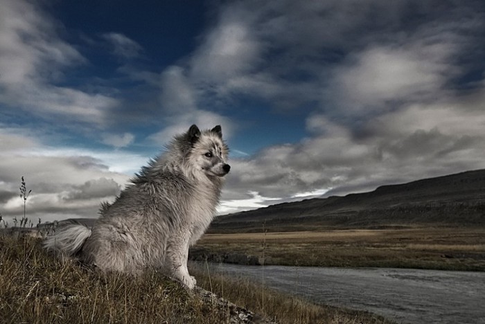 Superbes photographies d'animaux (1)