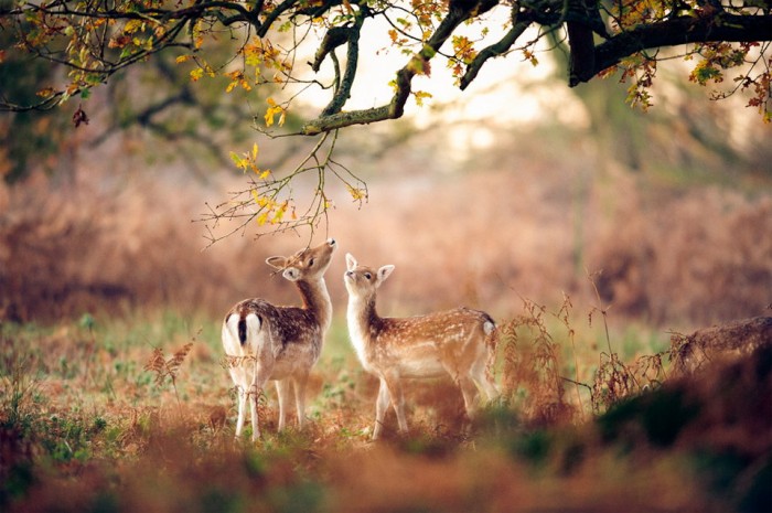Superbes photographies d'animaux (11)