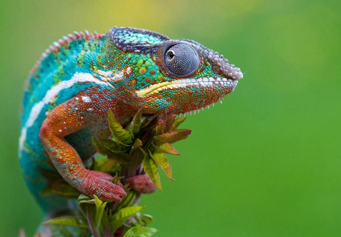 Superbes photographies d'animaux (10)