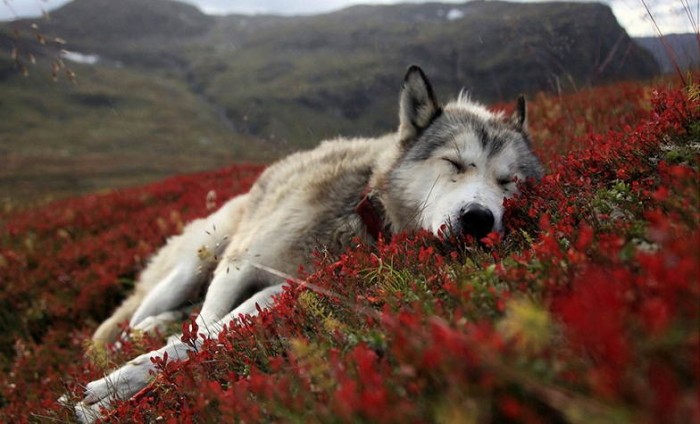 Superbes photographies d'animaux (7)