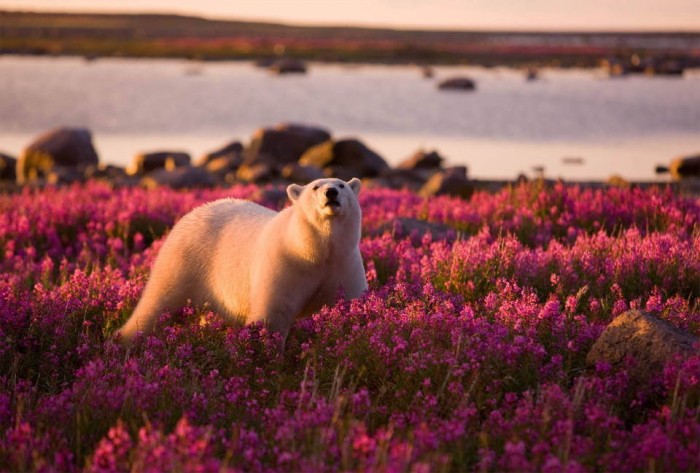 Superbes photographies d'animaux (9)