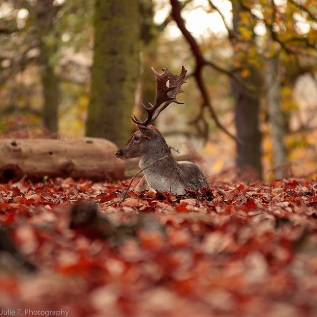 Superbes photographies d'animaux (4)